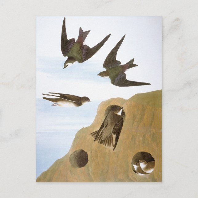 Postal Audubon: Tragaperras (Anverso)