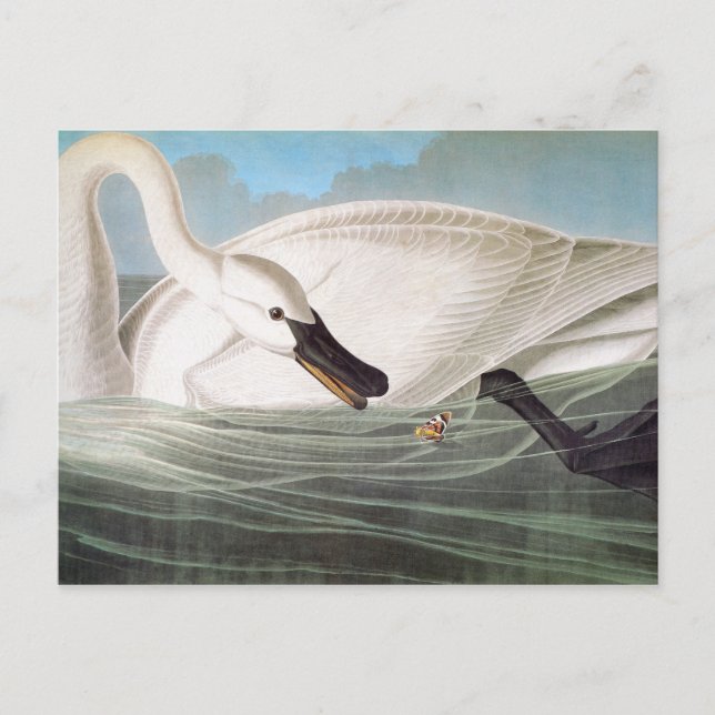 Postal Audubon: Trumpeter Swan (Anverso)