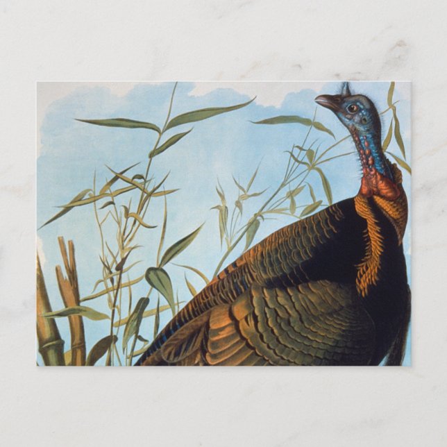 Postal Audubon: Turquía salvaje (Anverso)