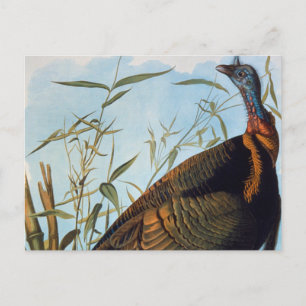 Postal Audubon: Turquía salvaje