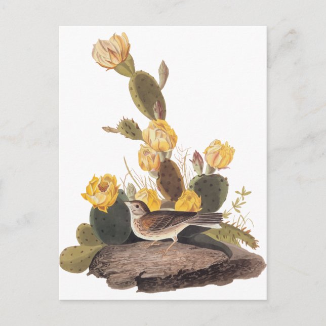 Postal Audubon Vesper Sparrow y Pricky Pear Cactus (Anverso)
