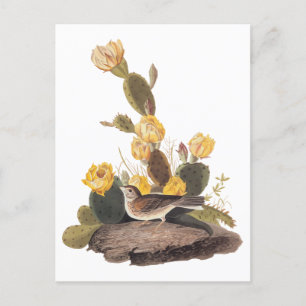 Postal Audubon Vesper Sparrow y Pricky Pear Cactus