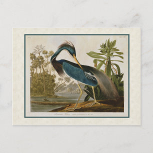 Postal Audubon Vintage Louisiana Blue Heron