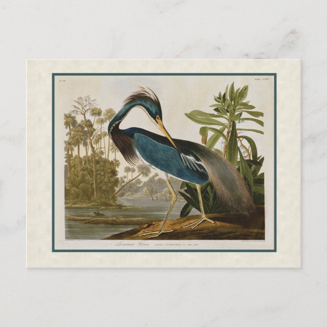 Postal Audubon Vintage Louisiana Blue Heron (Anverso)