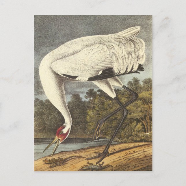Postal Audubon's Whooping Crane (Anverso)