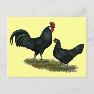 Postal Augsburger Chickens