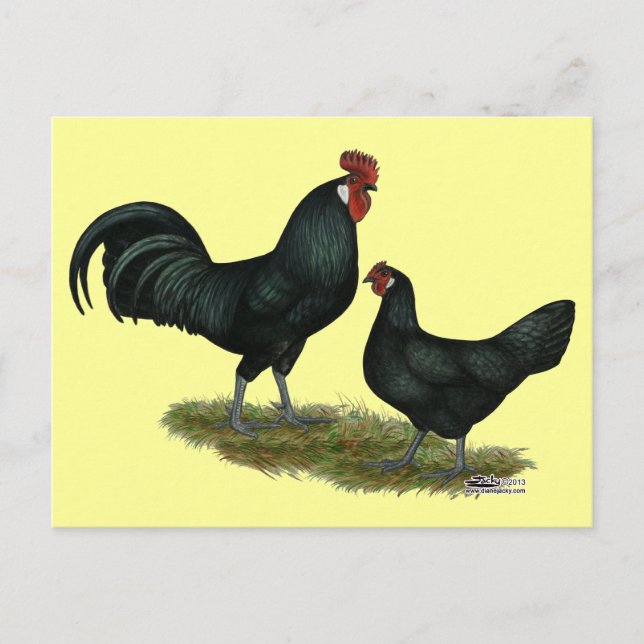 Postal Augsburger Chickens (Anverso)