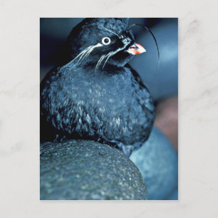 Postal Auklet Whiskered