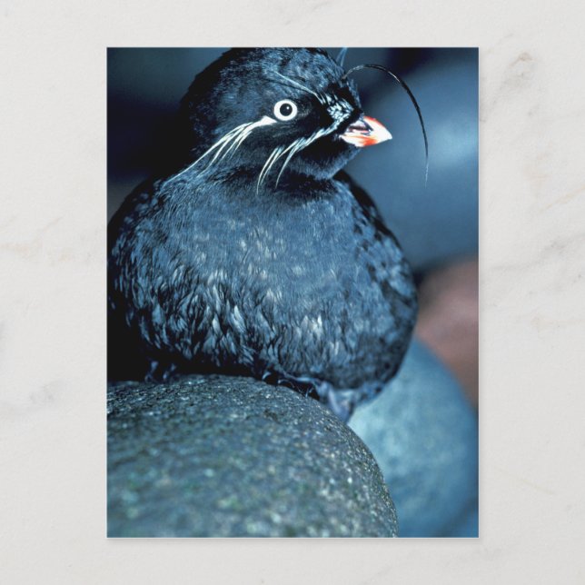 Postal Auklet Whiskered (Anverso)