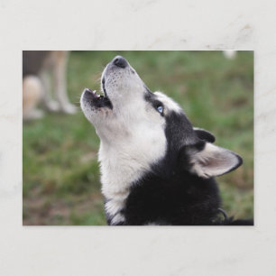 Postal aullido husky