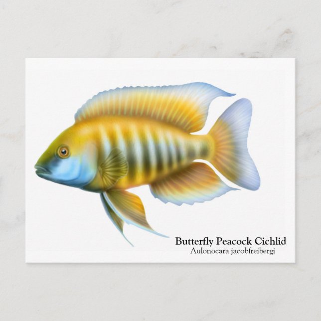 Postal Aulonocara jacobfreibergi Postcard (Anverso)