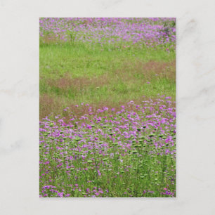 Postal Aumento de la reina Anne's Lace Daucus (carota)