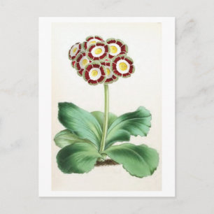 Postal "Auricula" Ilustracion de flores de época