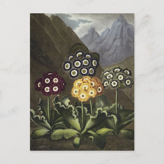 Postal Auriculas del Dr. John Robert Thornton (Anverso)
