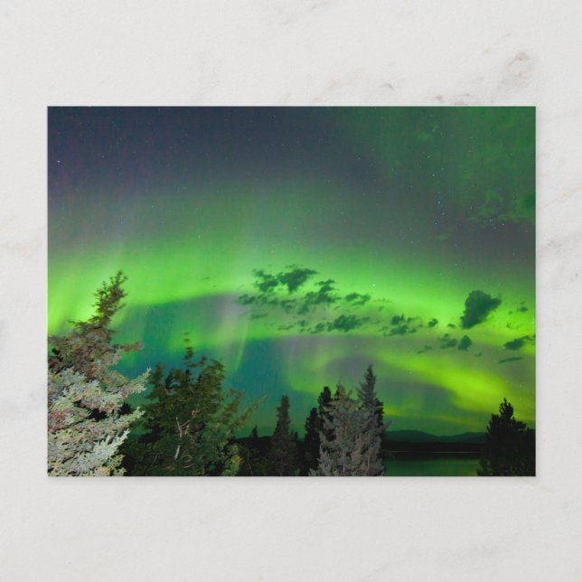 Postal Aurora borealis sobre el bosque boreal (Anverso)