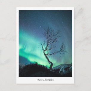 Postal Aurora Borealis Tree
