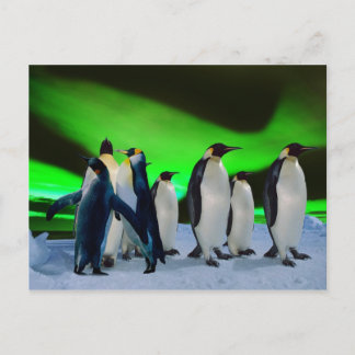 Postal Aurora borealis y pingüinos