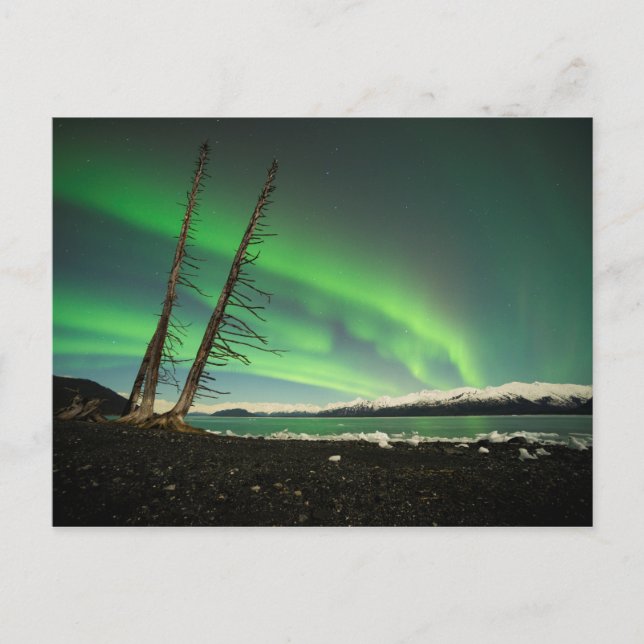 Postal Aurora del árbol de inclinación (Anverso)