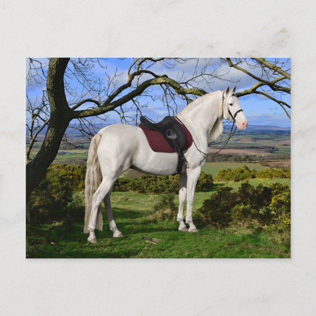 Postal "Aurora On Fox Hill" (Anverso)