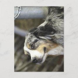 Postal Aussie