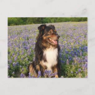 Postal Aussie in the Bluebonnets