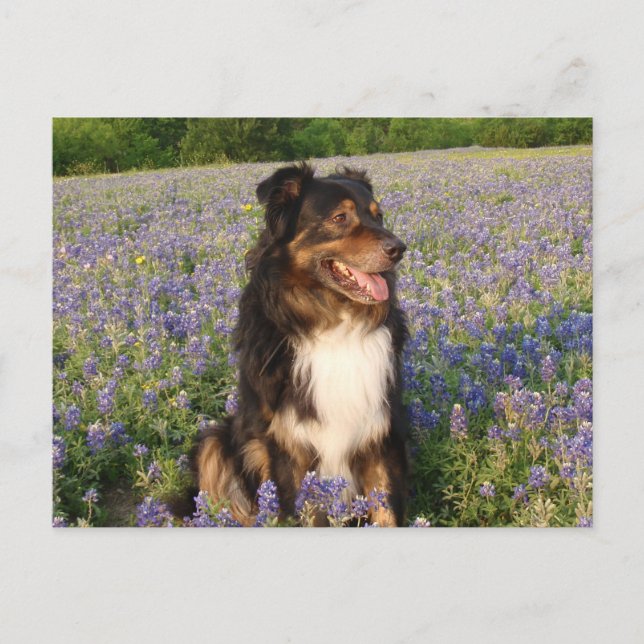 Postal Aussie in the Bluebonnets (Anverso)