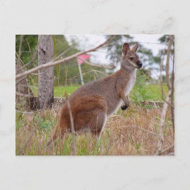 Postal aussie wallaby (Anverso)
