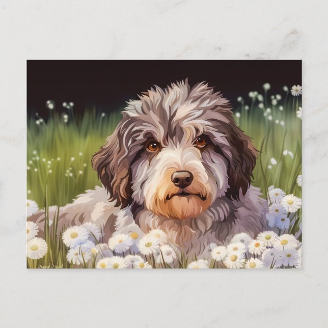 Postal Aussiedoodle mit Gänseblümchen (Anverso)