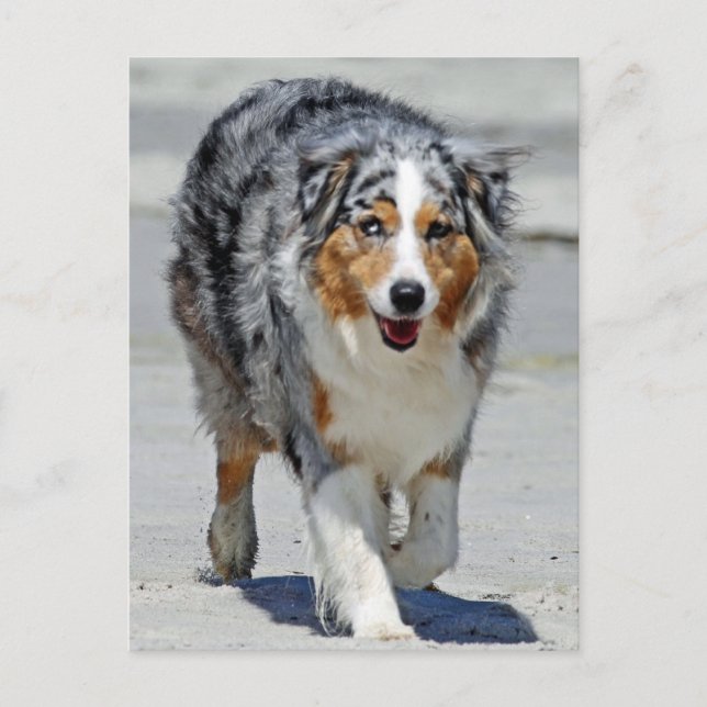 Postal Aussies - Paseo del primer día de verano en la pla (Anverso)