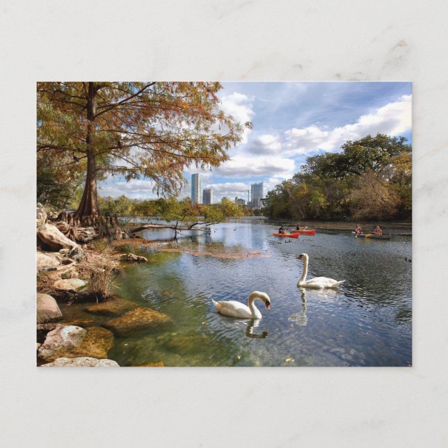 Postal Austin, cala de Tejas Barton/cisnes del lago (Anverso)