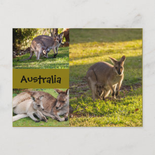 Postal Australia: canguros, madres y judías