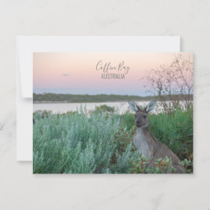 Postal Australia Coffin Bay Kangaroo Sunset Photo