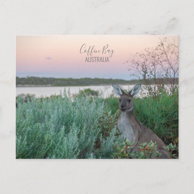 Postal Australia Coffin Bay Kangaroo Sunset Photo (Anverso)