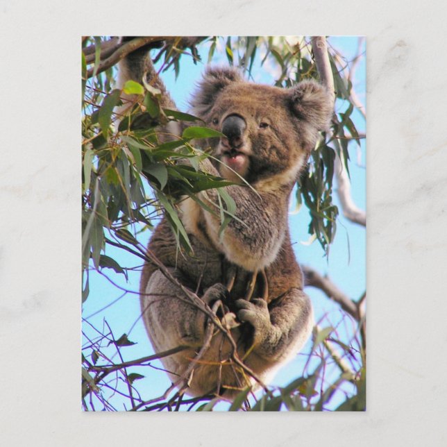 Postal Australia de la koala (Anverso)