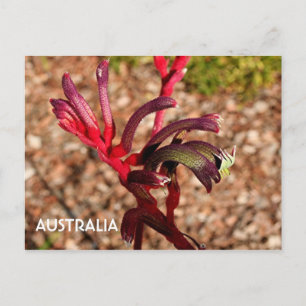 Postal Australia: Flor de canguro paw en flor 2