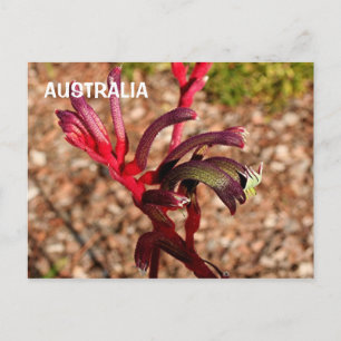 Postal Australia: Flor Kangaroo Paw en flor 2