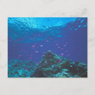 Postal Australia, Gran Barrera de Coral. Enjambre Púrpura