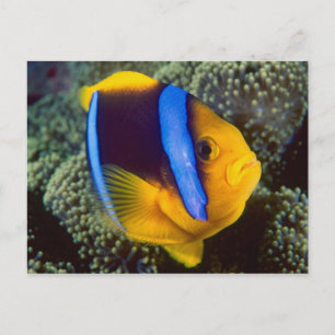 Postal Australia, Gran Barrera de Coral, pez payaso