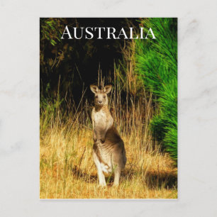 Postal Australia Kangaroo