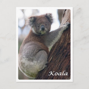 Postal Australia - Koala -