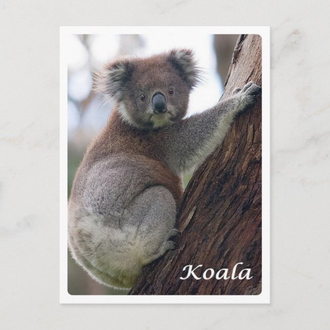 Postal Australia - Koala - (Anverso)