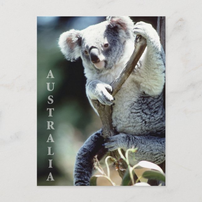 Postal Australia Koala Bear (Anverso)