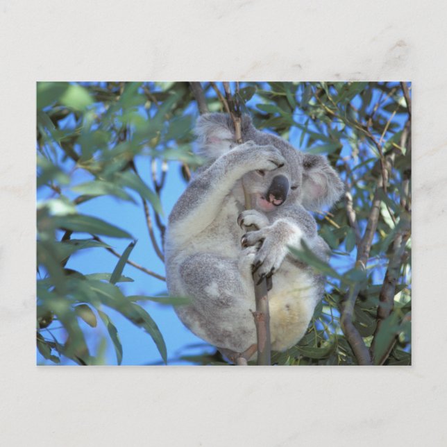 Postal Australia, Koala (Phascolarctos cinereus) (Anverso)