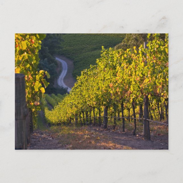 Postal Australia Meridional, Adelaide Hills, Summertown.  (Anverso)
