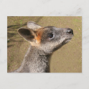 Postal Australia - Postcard Wallaby