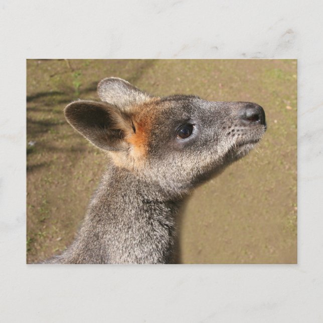 Postal Australia - Postcard Wallaby (Anverso)