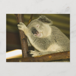 Postal Australia, Queensland, Brisbane. Árbol de fibras