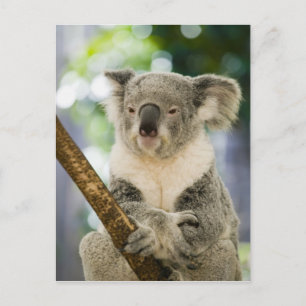Postal Australia, Queensland, Brisbane, Fig Tree