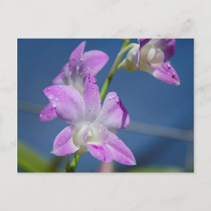 Postal Australia, Territorio del Norte, Darwin