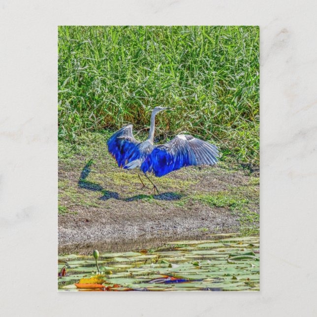 POSTAL AUSTRALIAN BIRD STORK AUSTRALIA CON EFECTOS ART (Anverso)